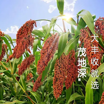 企業簡介